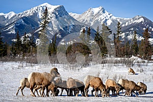 Bighorn sheep Ovis canadensis, Jasper National Park, Alberta, Canada