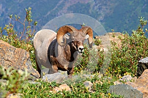 Bighorn sheep (Ovis canadensis) - Montana
