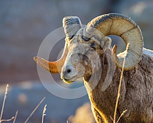 Bighorn sheep (Ovis canadensis) ram in Badlands National Park