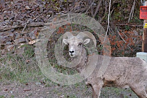 The bighorn sheep Ovis canadensis photo