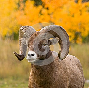 Bighorn Sheep portrait