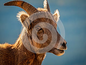 Bighorn Sheep Portrait