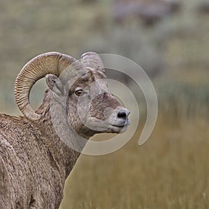 Bighorn sheep portrait from Gradiner, Montana
