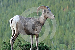 Bighorn Sheep Profile