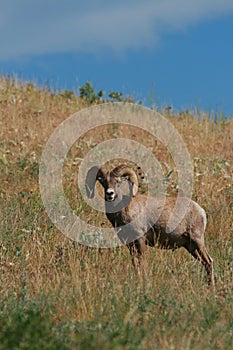 Bighorn sheep ram