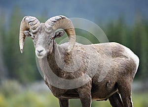 Bighorn Sheep ram