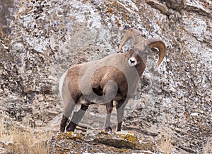 Bighorn Sheep Ram