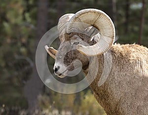 Bighorn Sheep ram