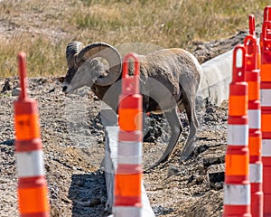 Bighorn Sheep Ram on Badlands Loop Road