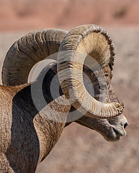 Bighorn Sheep Ram on Badlands Loop Road