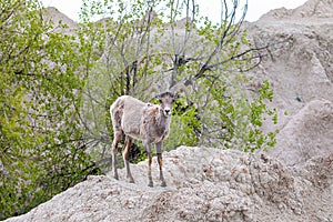 Bighorn Sheep ram in Badlands National Park