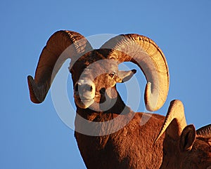 Bighorn sheep ram with blue sky photo