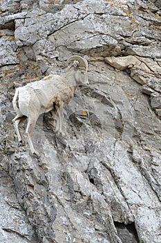 Bighorn Sheep ram on cliff
