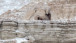 Bighorn Sheep Ram on a Cliff in Winter in Badlands National Park