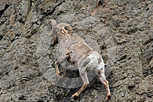 Bighorn Sheep Ram climbing rock face cliff in Yellowstone National Park in Wyoming