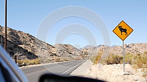 Bighorn sheep or ram crossing yellow road sign, California USA. Wild animal xing