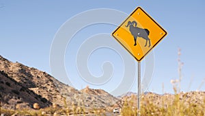 Bighorn sheep or ram crossing yellow road sign, California USA. Wild animal xing