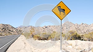 Bighorn sheep or ram crossing yellow road sign, California USA. Wild animal xing