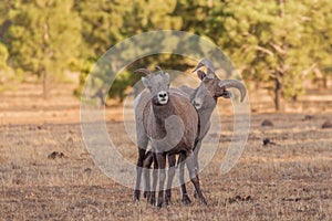 Bighorn Sheep Ram and Ewe in Rut