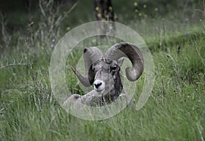 Bighorn Sheep ram