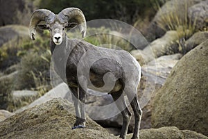 Bighorn Sheep Ram in Joshua Tree National Park