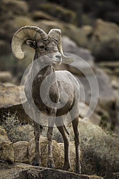 Bighorn Sheep Ram in Joshua Tree National Park