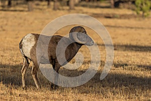 Bighorn Sheep Ram in a Meadow