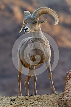 Bighorn Sheep Ram in Mojave Desert