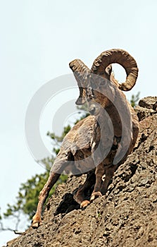 Bighorn Sheep Ram on rock face cliff in Yellowstone National Park in Wyoming