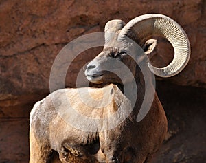 Bighorn sheep ram in Rocky Mountains