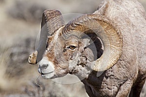 Bighorn sheep ram in rut