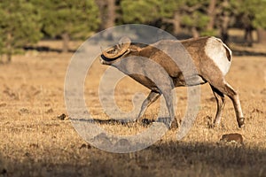 Bighorn Sheep Ram Rutting in Fall