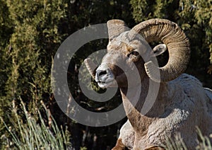 Bighorn sheep ram sitting against green background