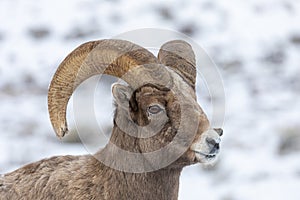 Bighorn Sheep Ram in Winter Snow