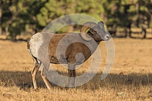 Bighorn Sheep Ram Standing in a Meadow