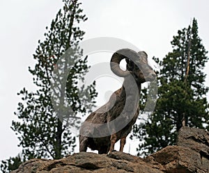 Bighorn Sheep Ram on top of rock face cliff in Yellowstone National Park in Wyoming