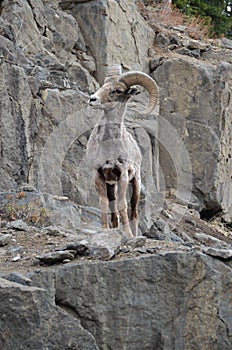 Bighorn Sheep Ram in Wyoming