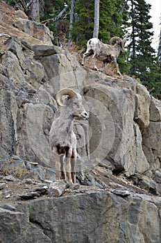 Bighorn Sheep Ram in Wyoming