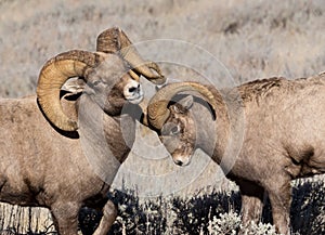 Bighorn Sheep Rams