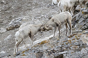 Bighorn Sheep rams on cliff