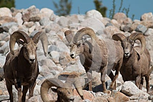 Bighorn sheep rams