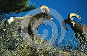 Bighorn Sheep Rams Fighting