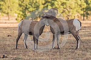 Bighorn Sheep Rams During the Rut