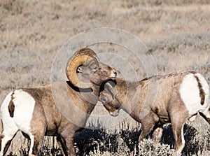 Bighorn Sheep Rams