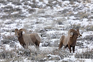 Bighorn Sheep Rams in Winter Snow in Wyoming