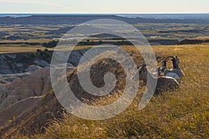 Bighorn Sheep at rest Badlands National Park