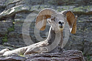 Bighorn Sheep resting on Ledge