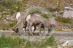 Bighorn Sheep on the Road