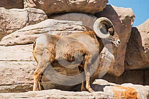 Bighorn Sheep on the Rocks