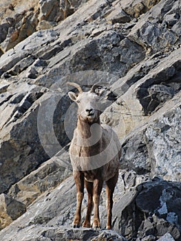 Bighorn Sheep on rocky slope